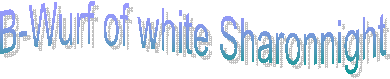 B-Wurf of white Sharonnight